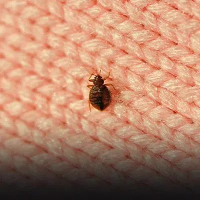 Bed Bug Infestation